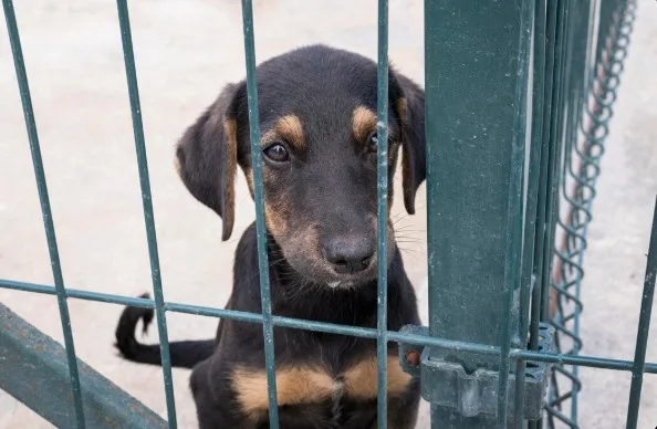 Cinco direitos são garantidos aos animais pela legislação brasileira