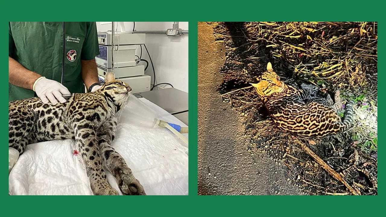 Jaguatirica atropelada na RJ-116 é resgatada em operação rápida e apresenta recuperação