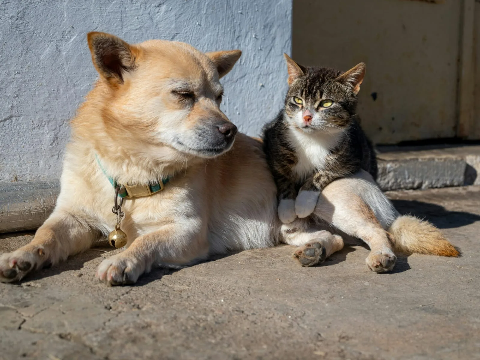 Abril Laranja: mês de combate aos maus-tratos contra animais promove informação e alerta aos cuidados com a saúde pública