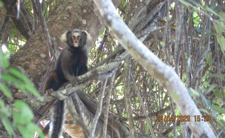 Secretaria Municipal realiza monitoramento da Fauna em Cantagalo