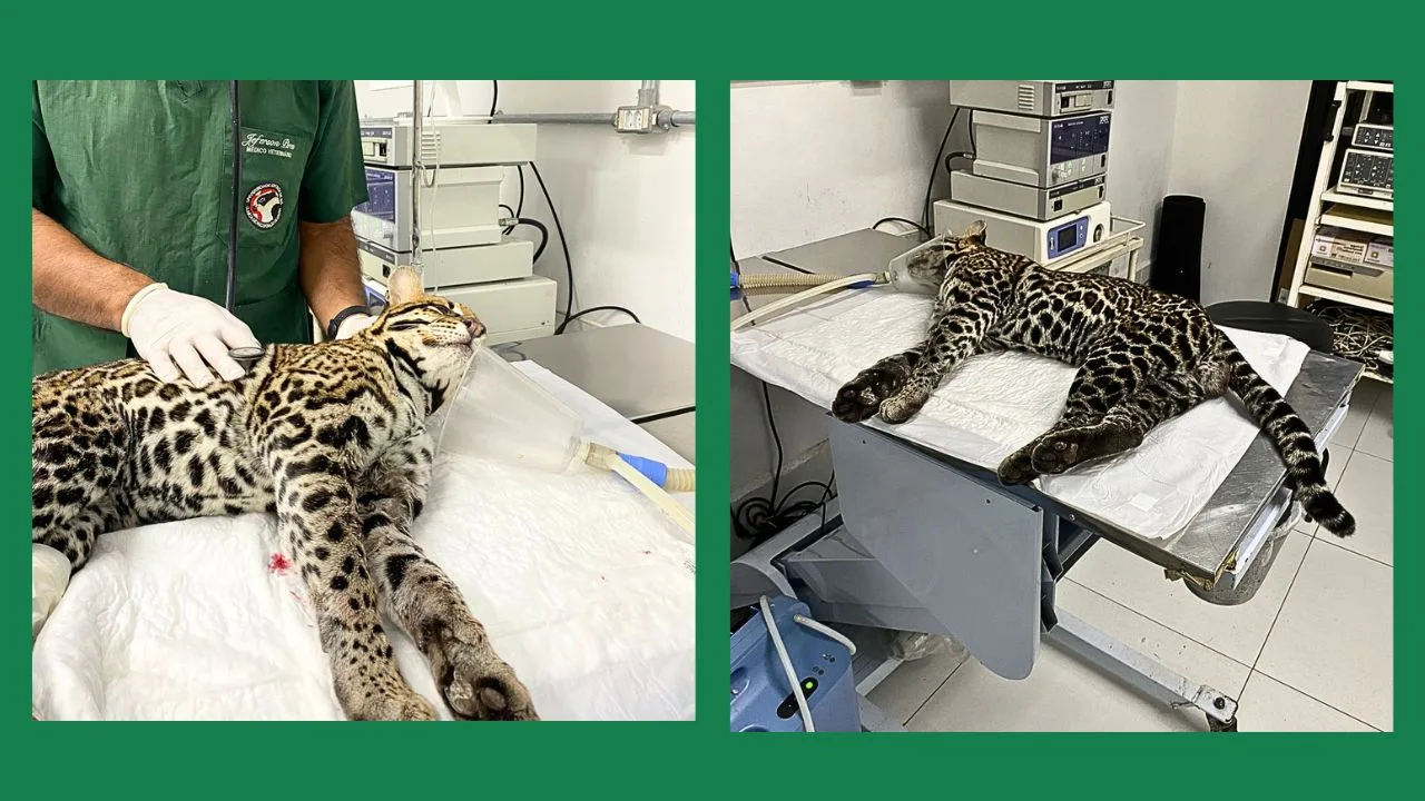 Jaguatirica recuperada será devolvida à natureza na RJ-116
