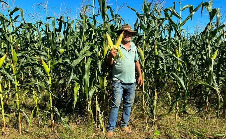 Milho fluminense abastece os arraiás e fortalece a agricultura do estado