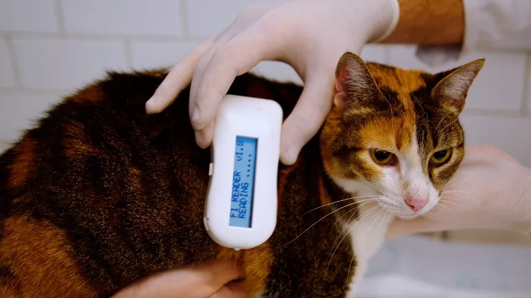 Dia do Vira-lata: data celebra os pets mais amados do Brasil