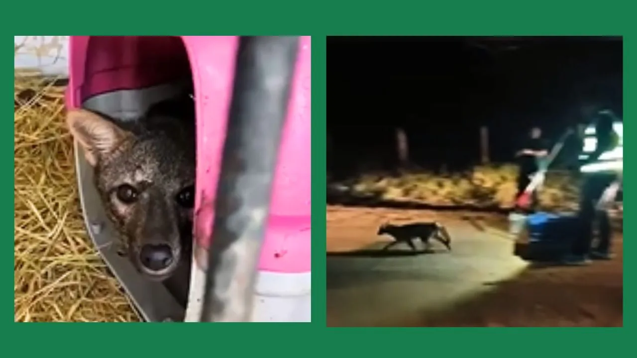 Cachorro-do-mato atropelado na RJ-116 retorna à natureza após tratamento e recuperação