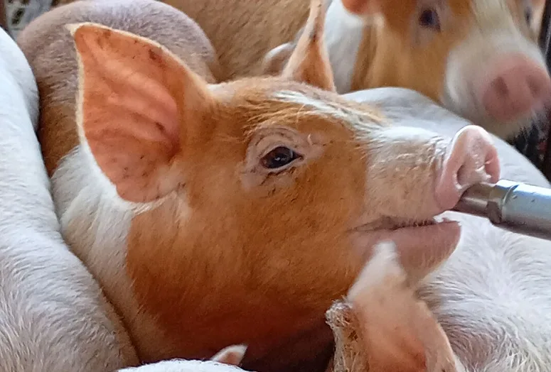 Concurso Fotográfico Bacon Lovers anuncia vencedor; confira